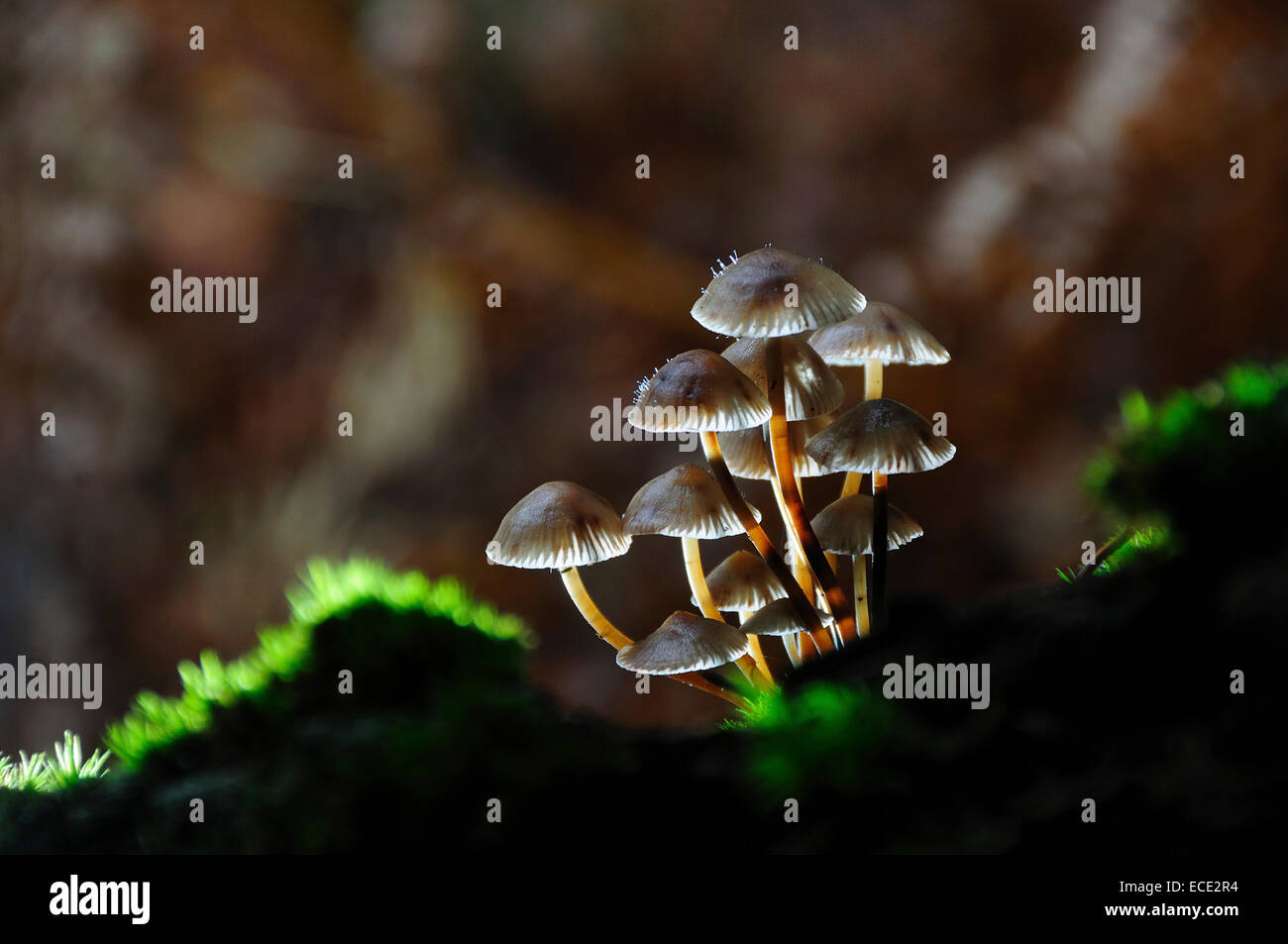 mycena inclinata toadstool fungi UK Stock Photo