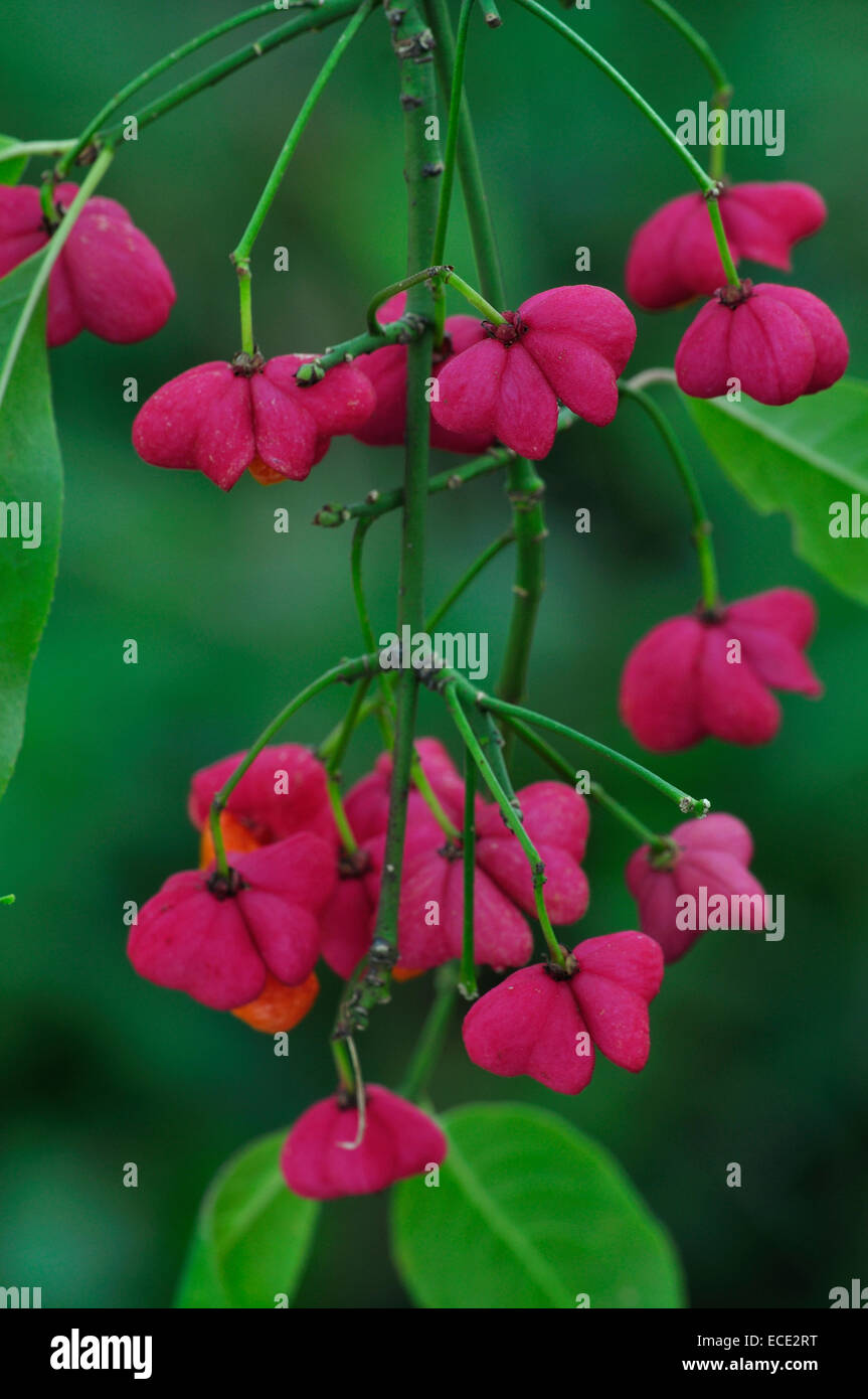 Beautiful bright spindle berries UK Stock Photo Alamy
