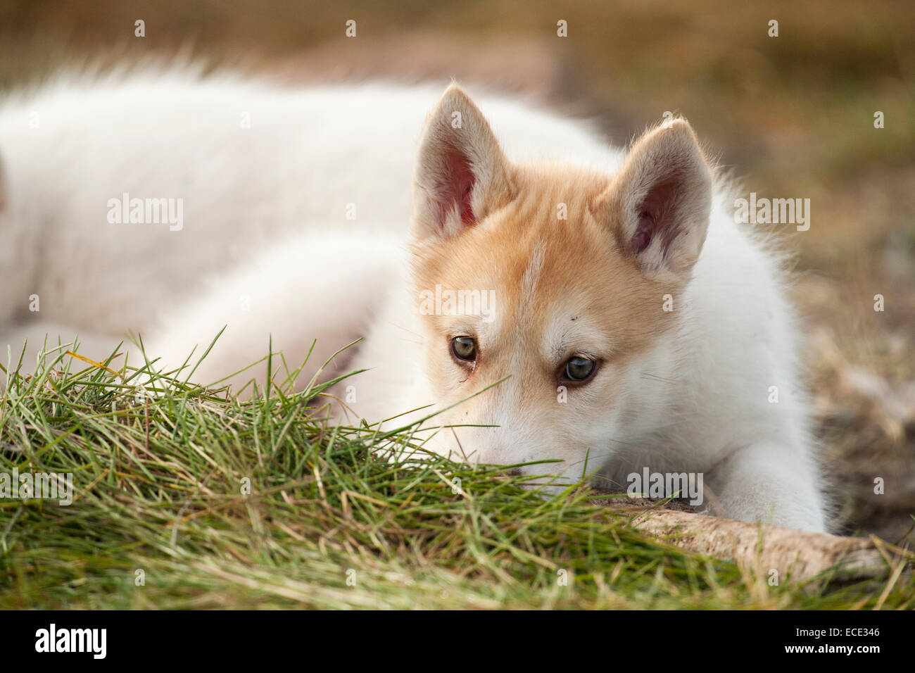 Greenland husky puppy, Qeqertarsuaq, Greenland Stock Photo