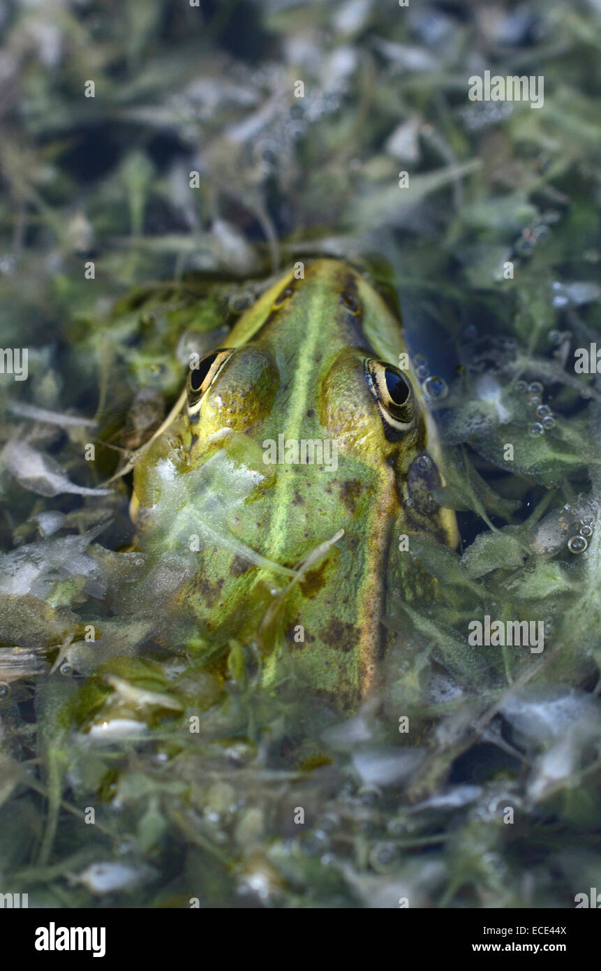 Marsh frog Stock Photo