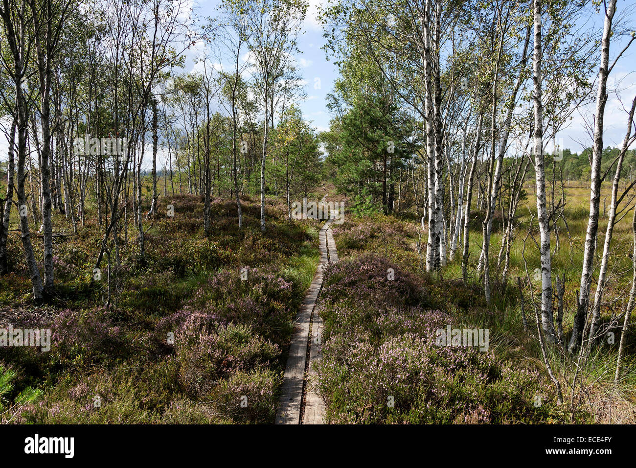 Moorland landscape with birches, raised bog and wetland, Store Mosse National Park, Smaland, Sweden Stock Photo