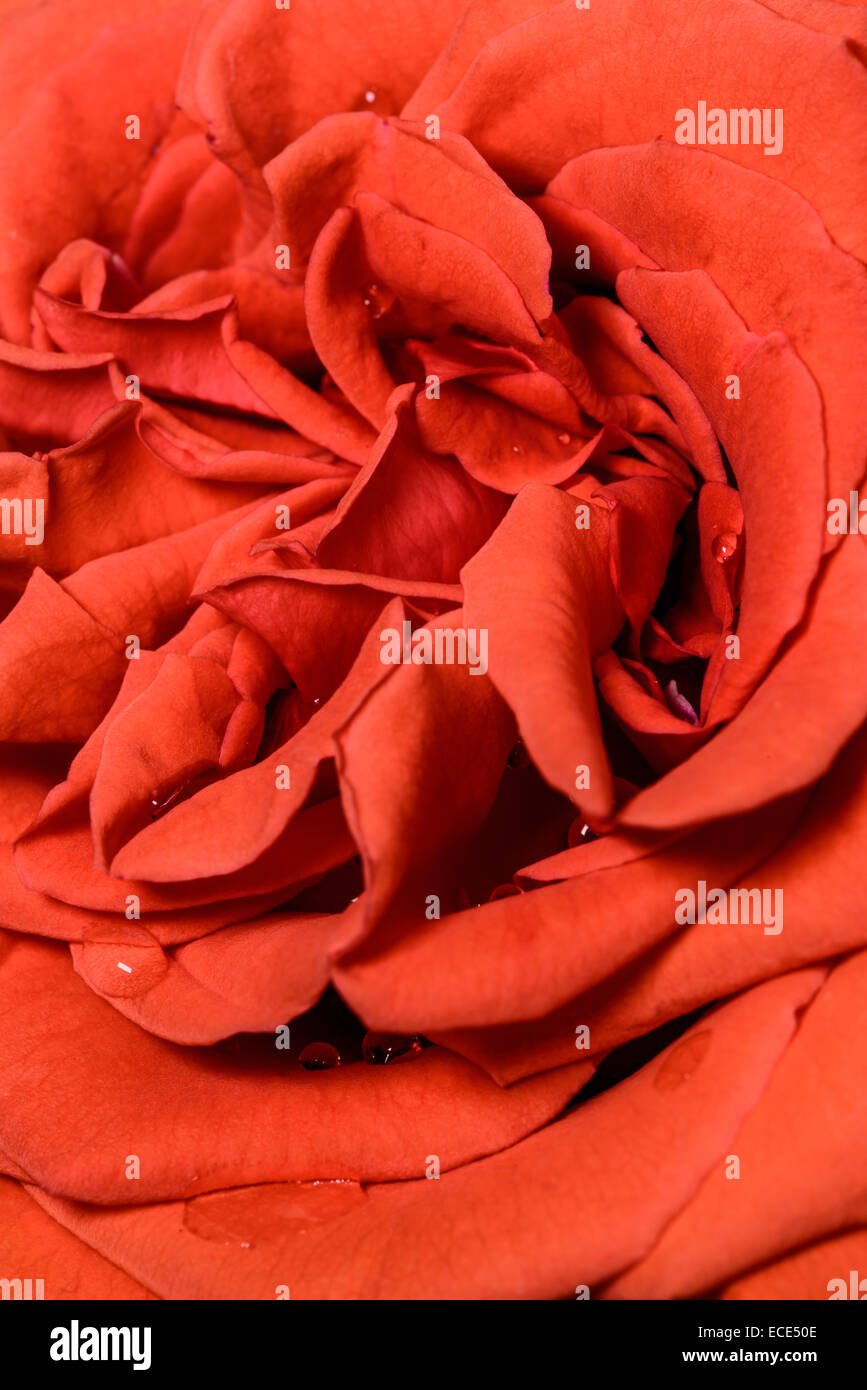 Red rose and dew drops hi-res stock photography and images - Alamy