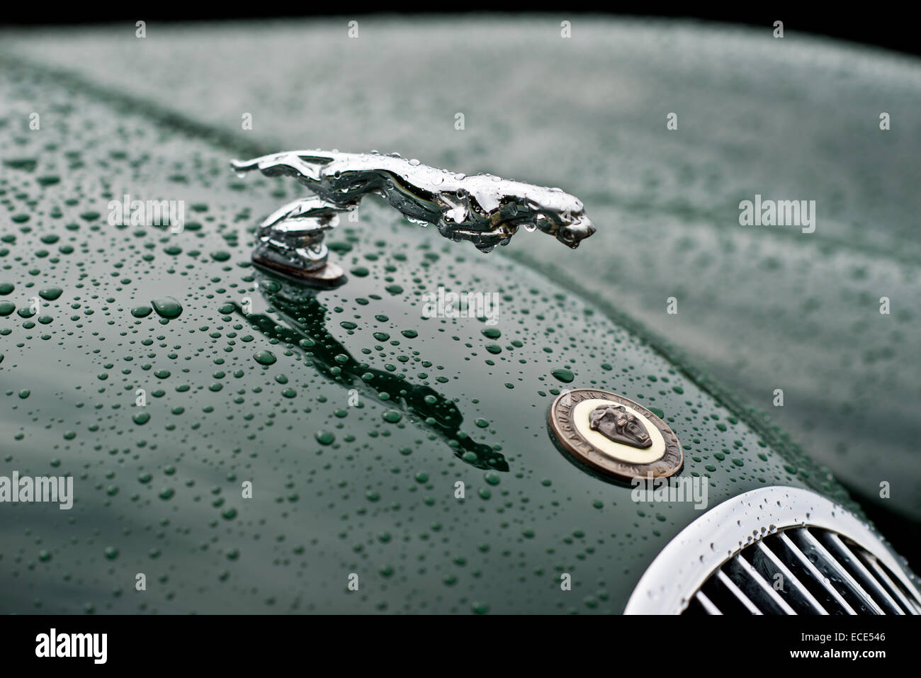 Jaguar bonnet mascot, rain droplets Stock Photo