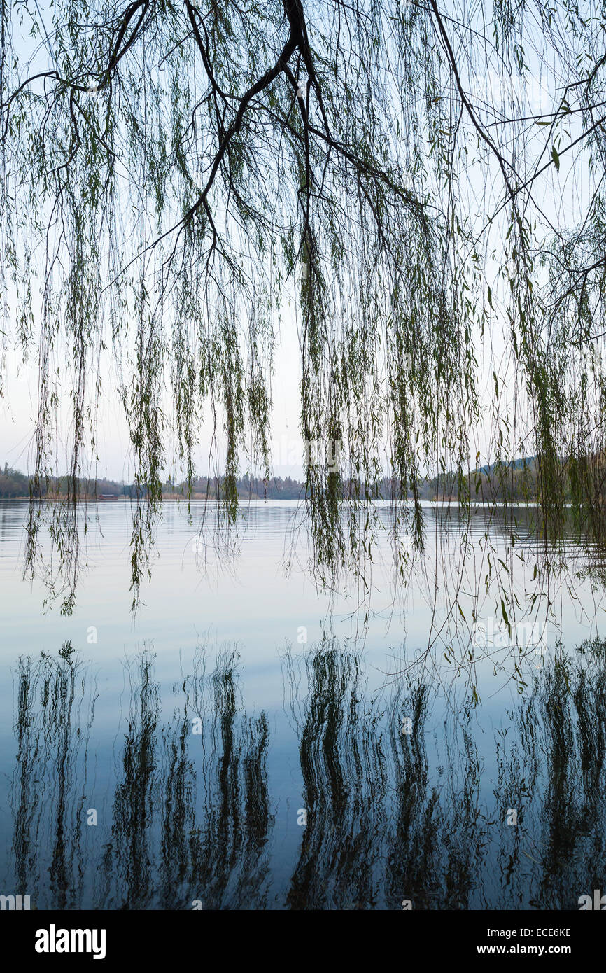 Weeping willow silhouettes on the coast. Walking around famous West Lake park in Hangzhou city center, China Stock Photo