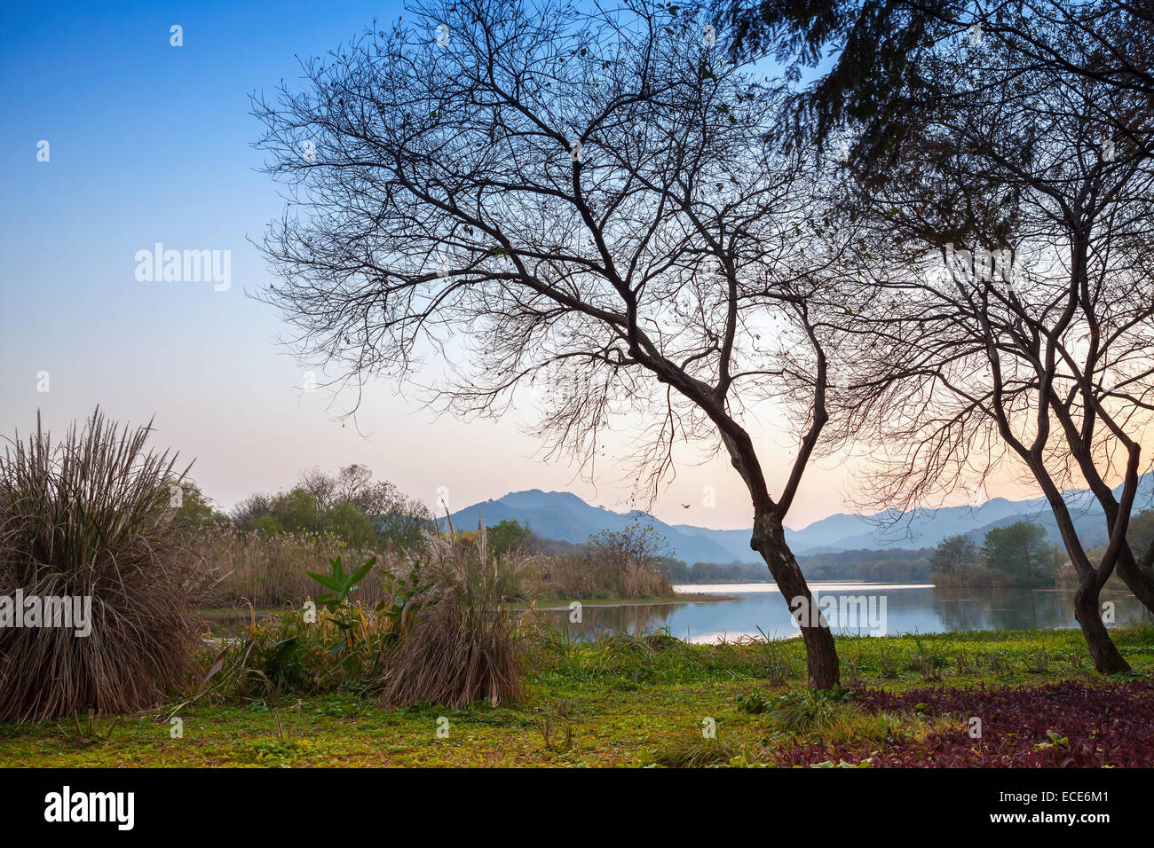 Autumn trees silhouettes on the coast. Walking around famous West Lake park in Hangzhou city center, China Stock Photo