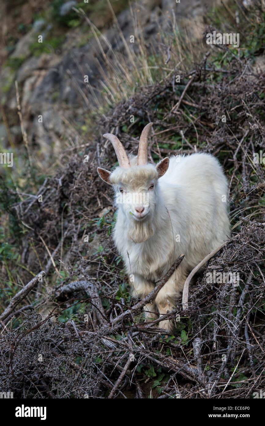 Kashmiri goat herd hires stock photography and images Alamy