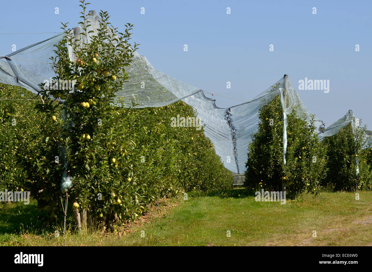 apples growing in the dordogne, france, under cover Stock Photo - Alamy