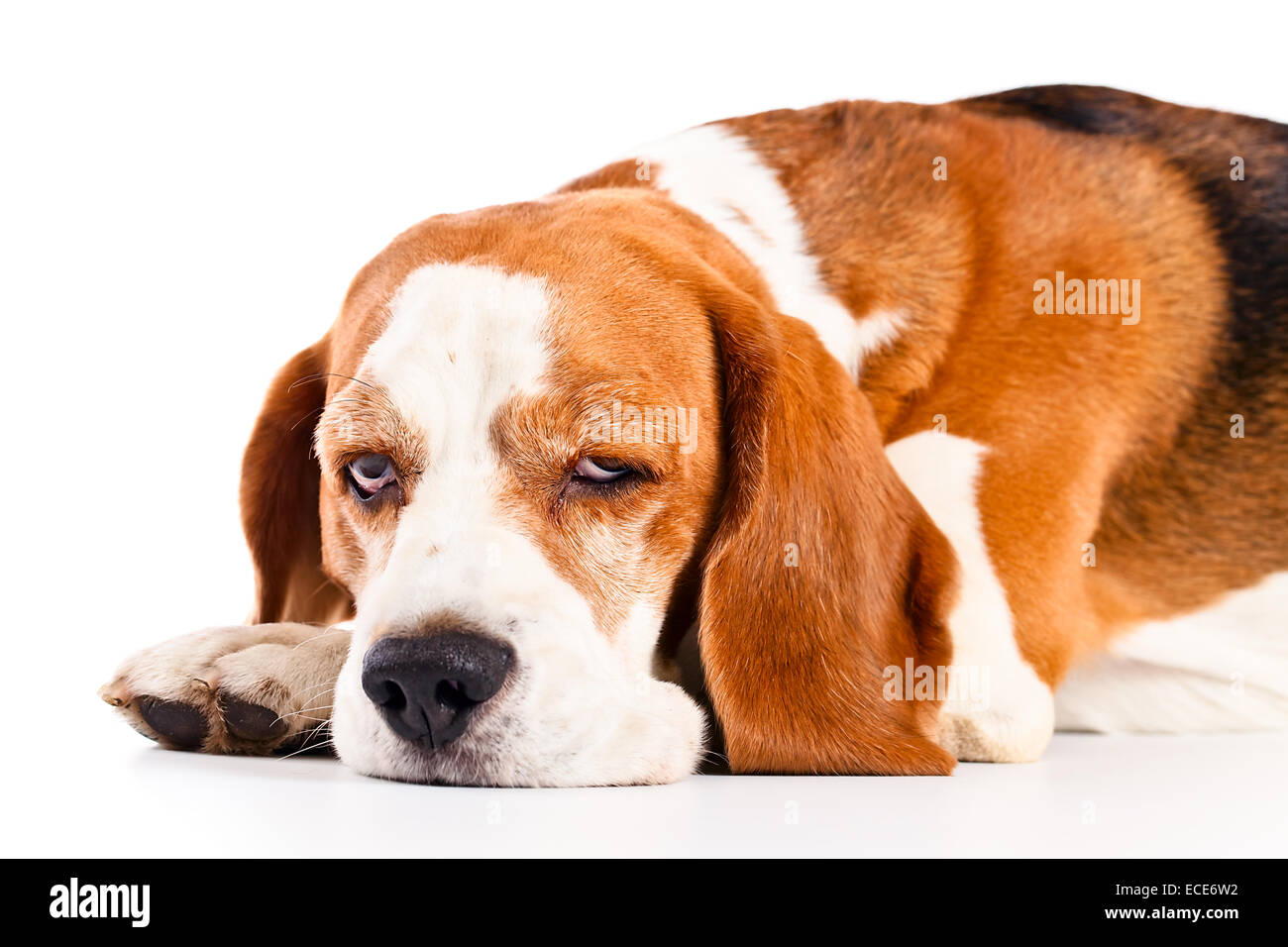 cute beagle isolated on a white background Stock Photo - Alamy