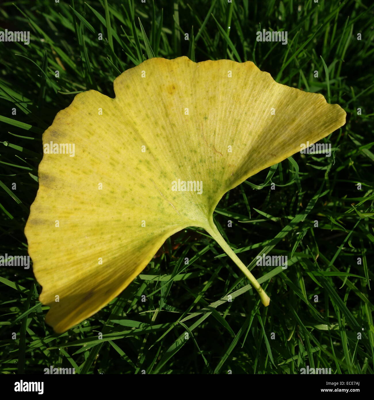 Ginkgo Biloba Leaf Stock Photo Alamy