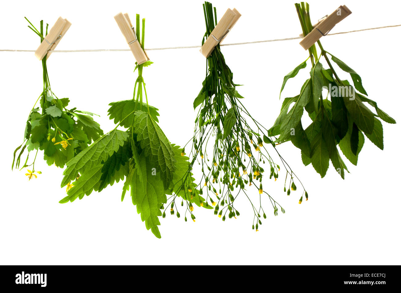 Herbs hanging upside-down Stock Photo: 76530514 - Alamy