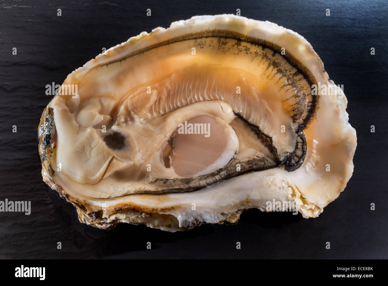 Shell, delicacy, expensive, precious, fine, studio, black background ...
