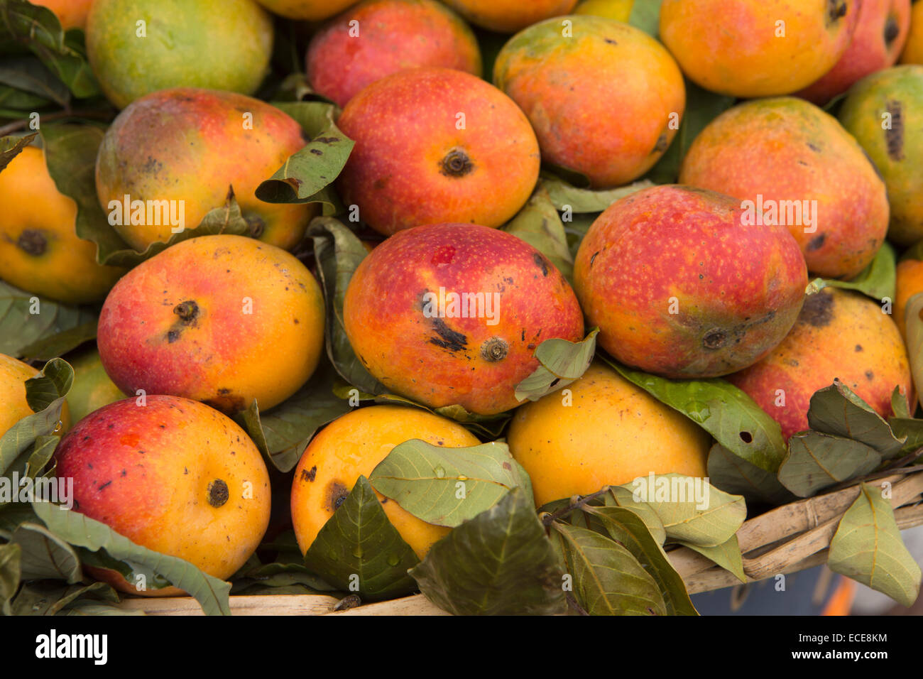 Mauritius, Mahebourg, town centre, fresh local produce, mangoes for