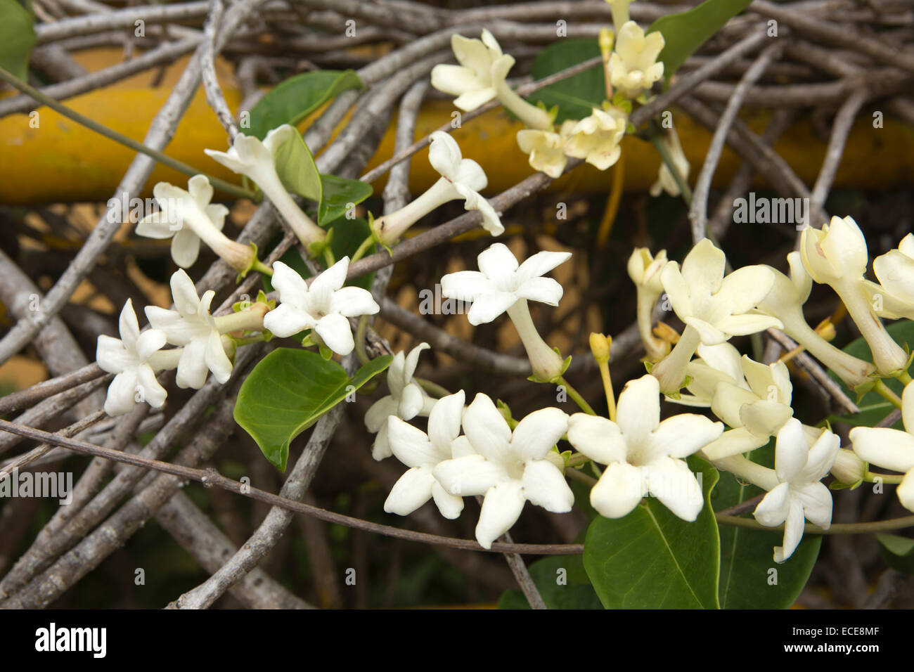 Mauritius, Mahebourg, white, tropical stephanotis floribunda flower plant flowering in garden Stock Photo