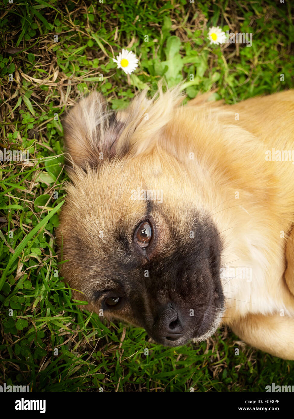 Portrait of cute little doggy on the grass. Stock Photo