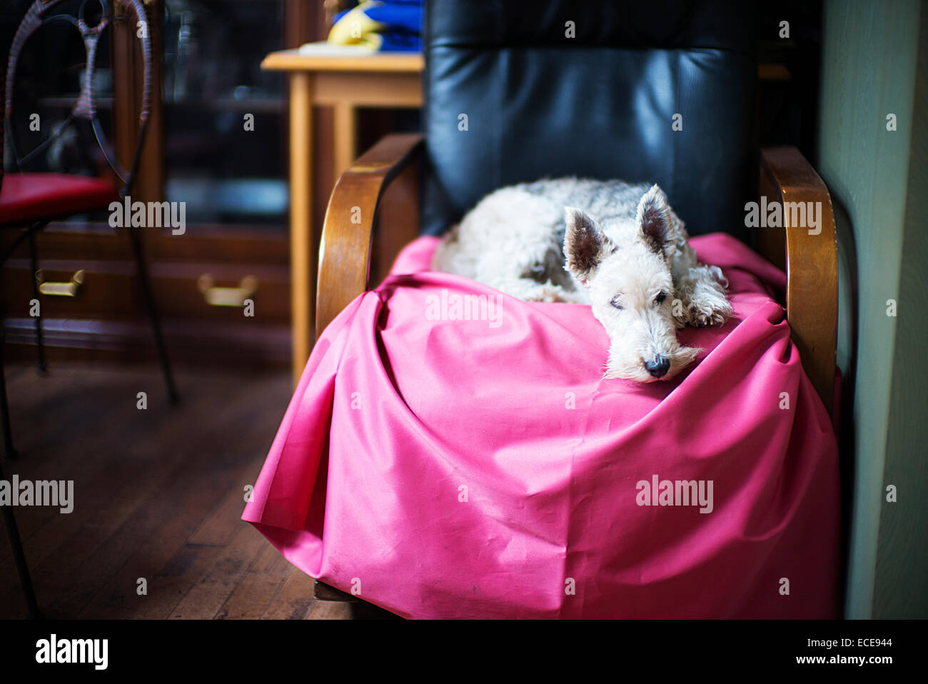English Fox Terrier asleep in a Japanese cafe, Kawaguchiko, Japan. Stock Photo
