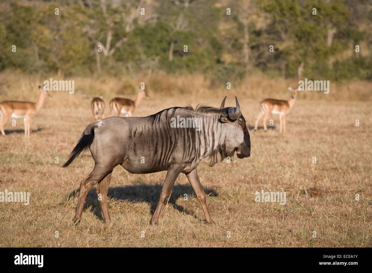 Wilderbeast and impalas in African Bush, South Africa Stock Photo