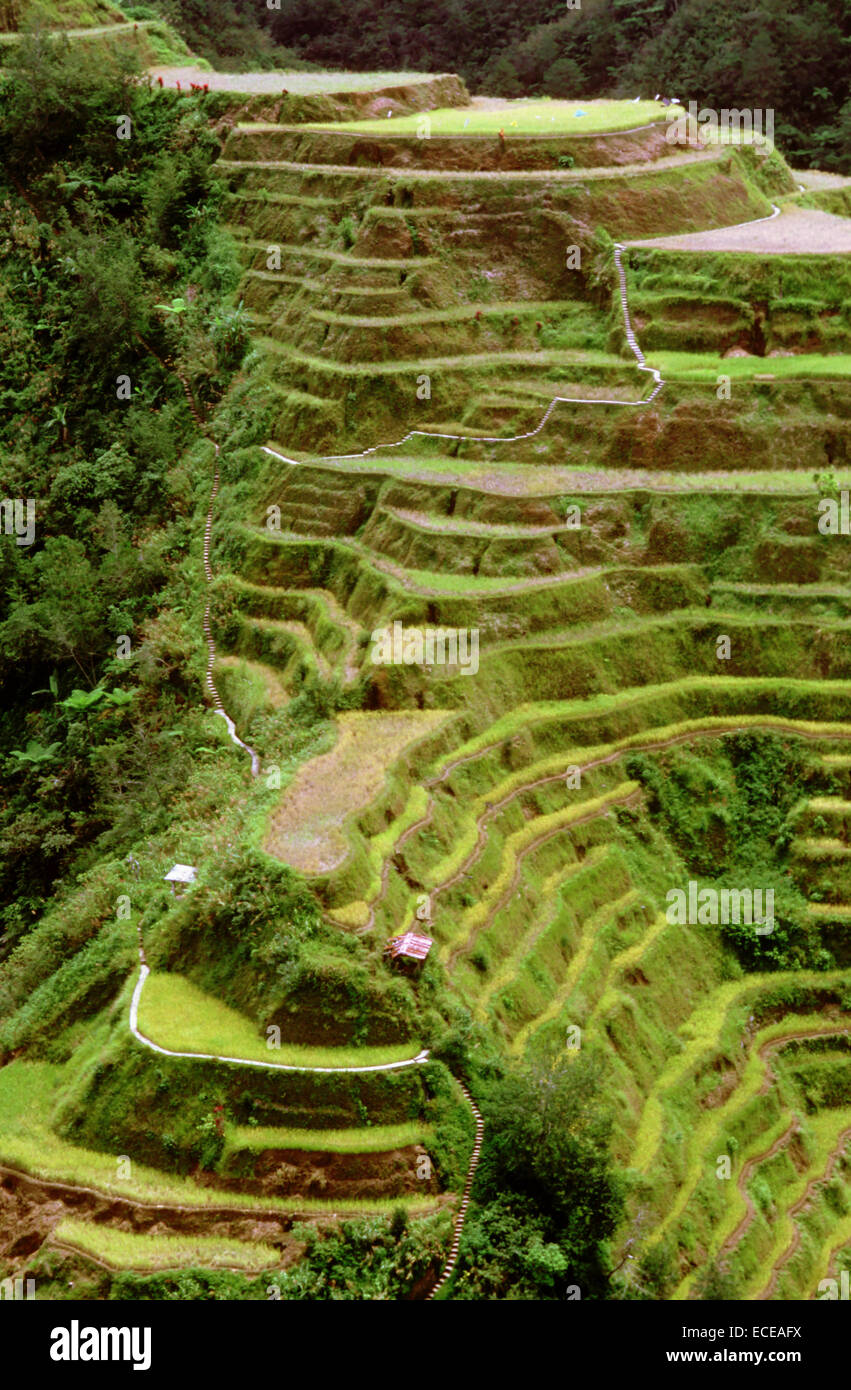 Rice terraces trail. View point. Banaue. Central Cordillera. Luzon