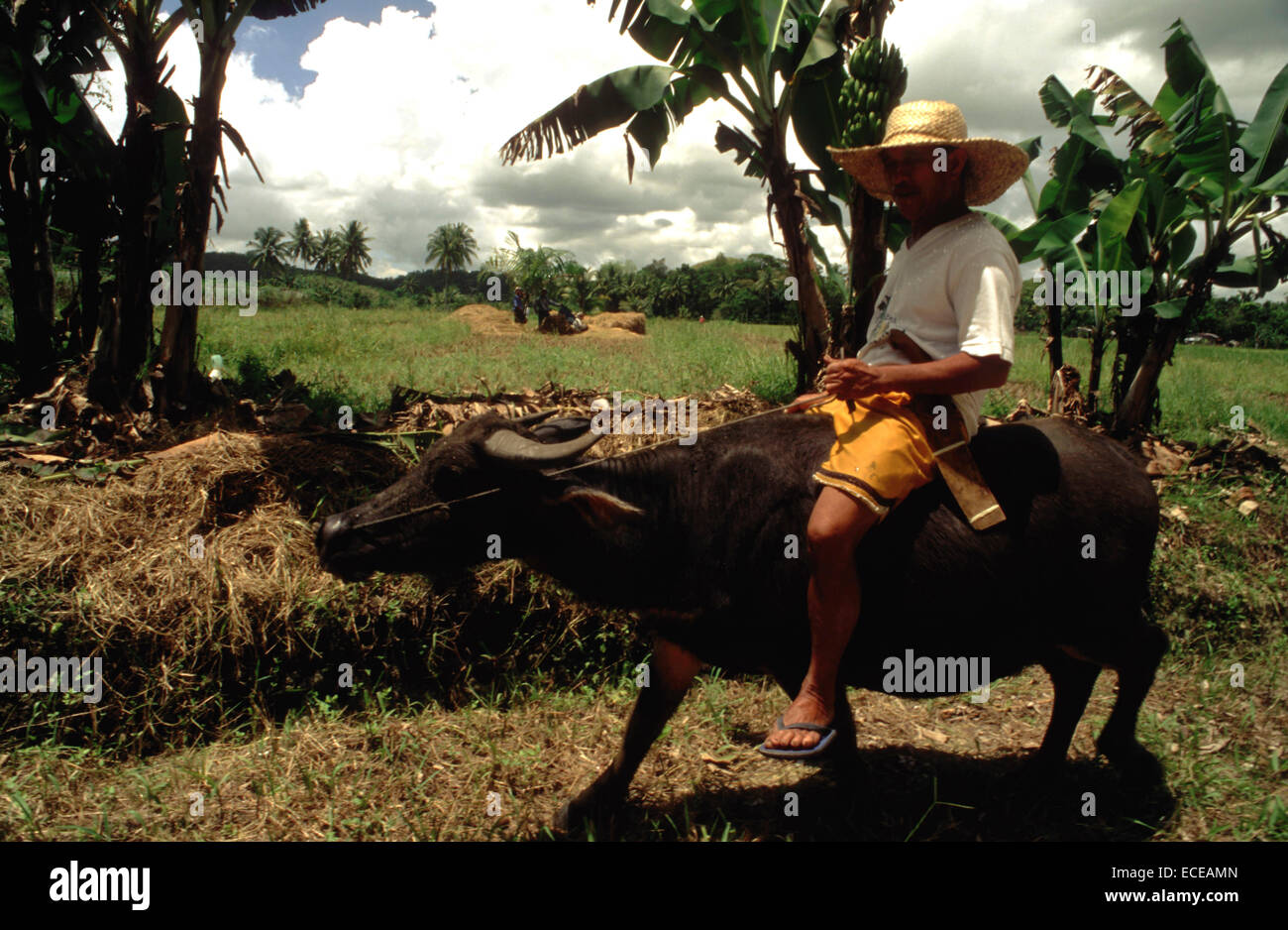 Farmers and ox or buffalo water for plowing. Bohol. The Visayas