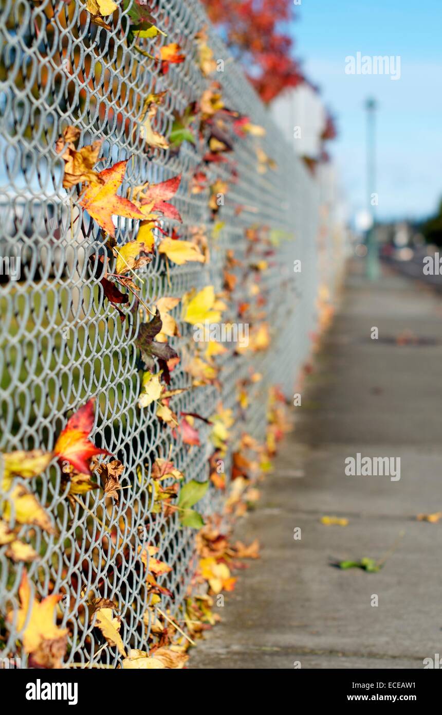 Colorful fall leaves lodged in chain link fence Stock Photo