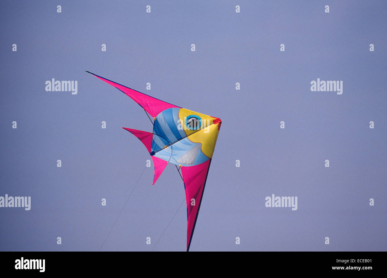 Kite fish hi-res stock photography and images - Alamy