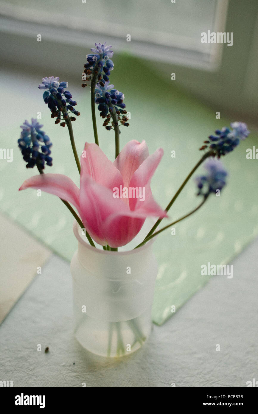 Vase with grape hyacinth and tulip flowers Stock Photo
