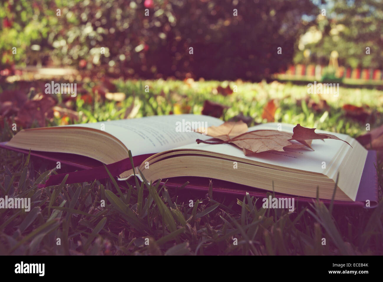 Open book on autumn leaves hi-res stock photography and images - Alamy