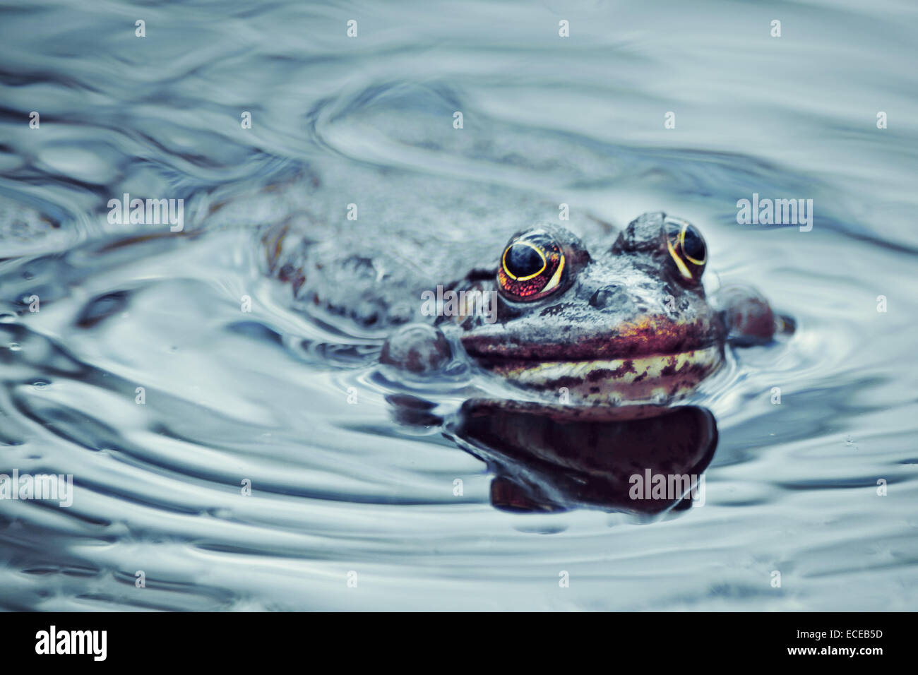 Frog swimming in pond, Zagreb, Croatia Stock Photo