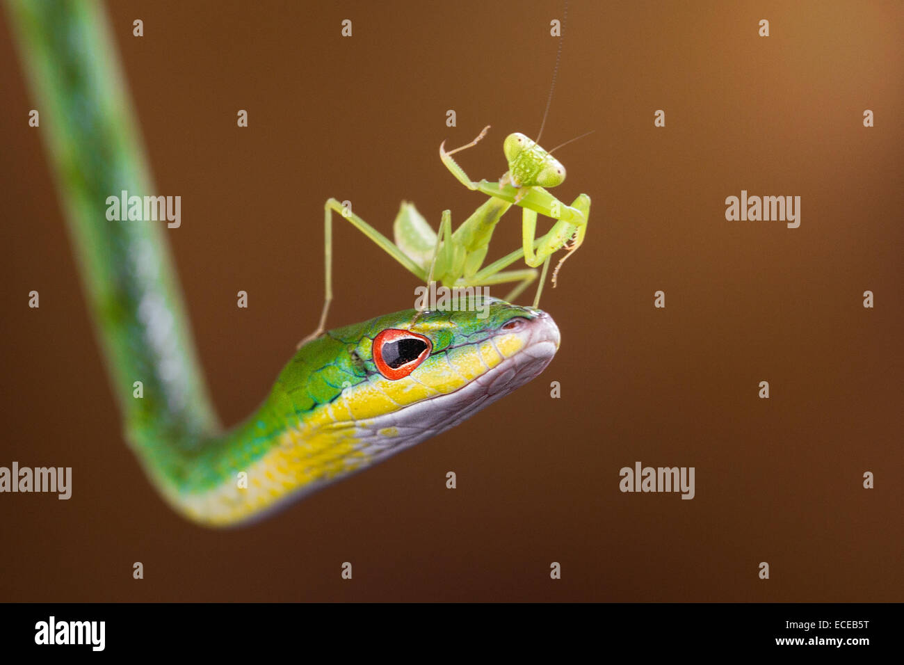 Indonesia, Riau Islands, Batam City, Mantis on snake Stock Photo