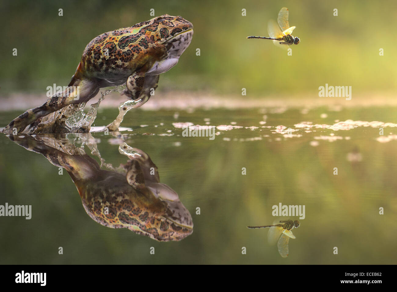 Frog chasing damselfly, Indonesia Stock Photo