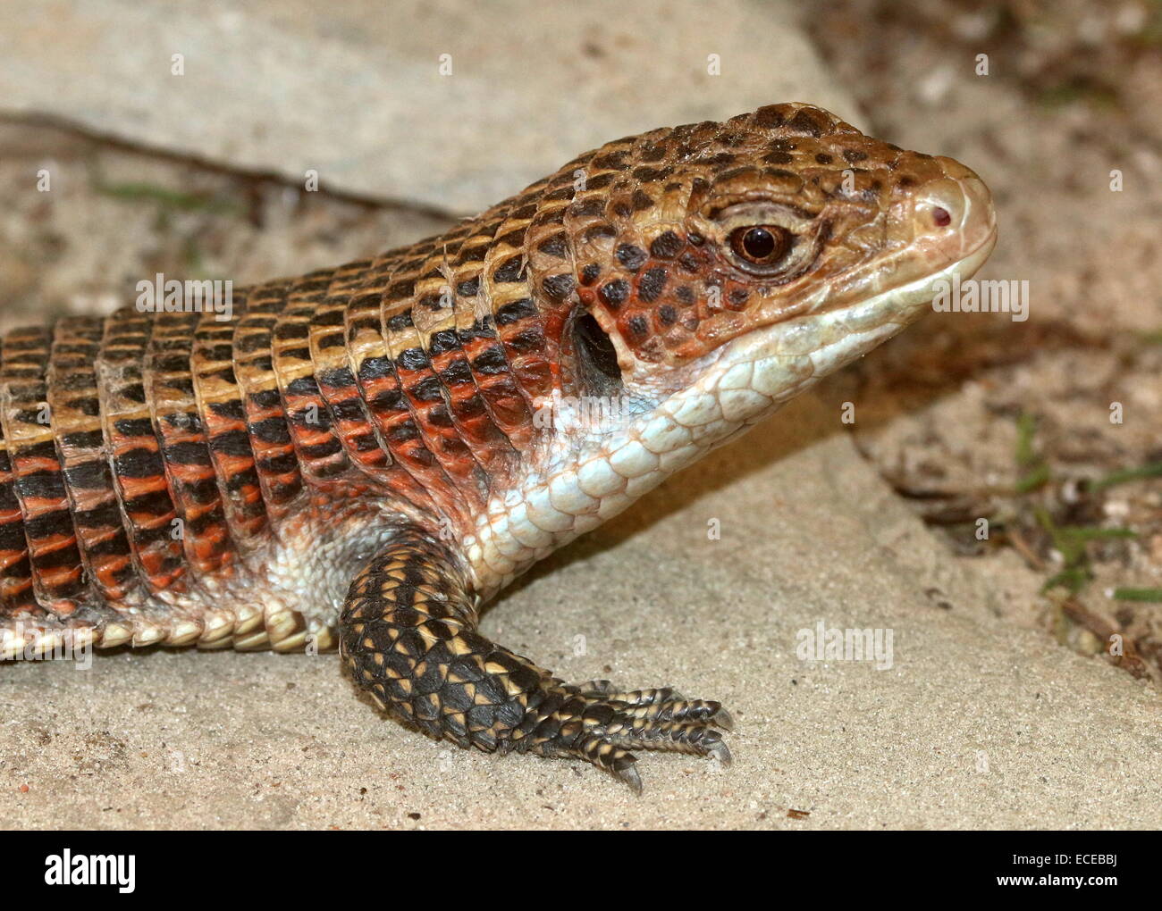 Sudan or Western plated lizard (Gerrhosaurus major, Broadleysaurus major) Stock Photo
