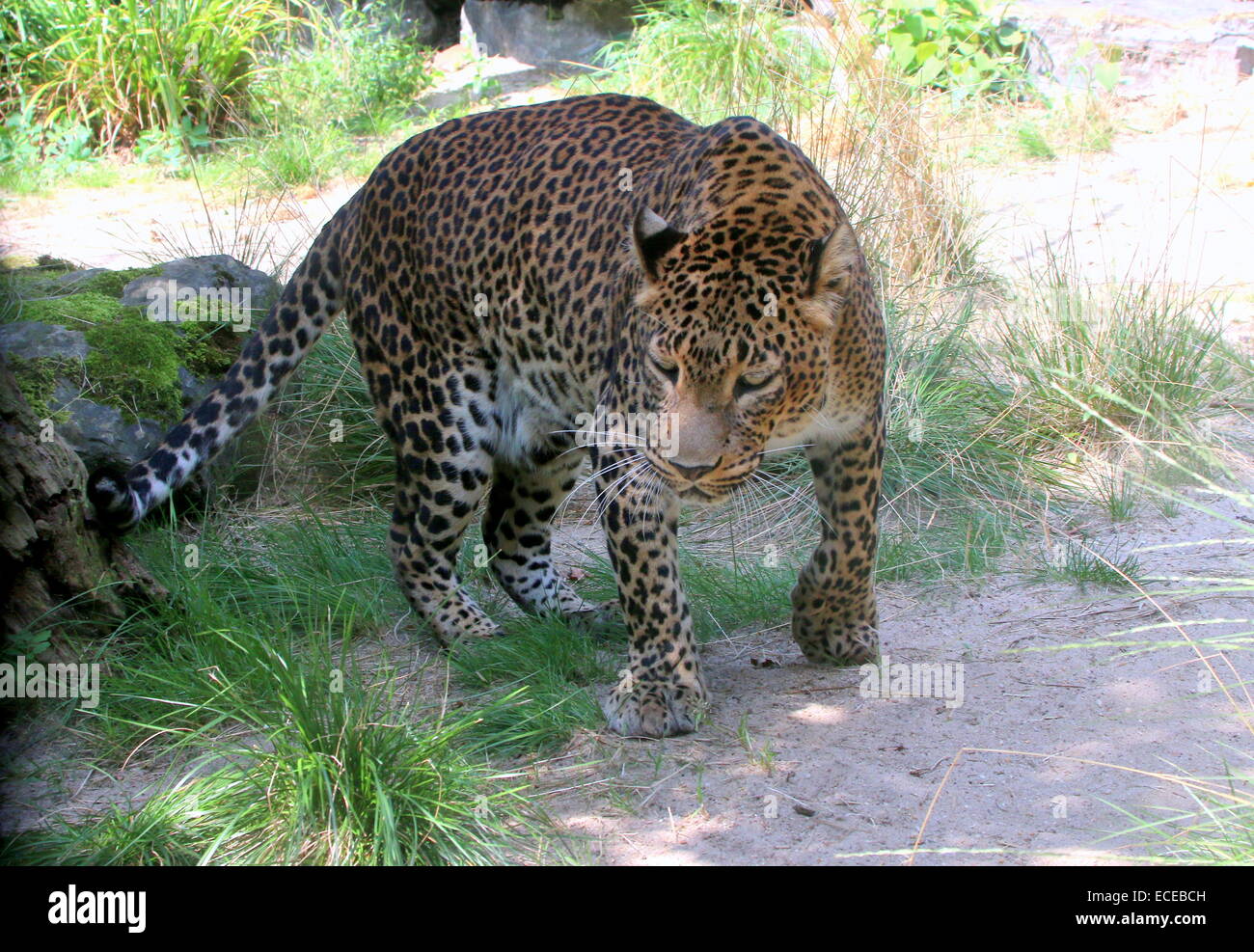 Leopard running hi-res stock photography and images - Alamy