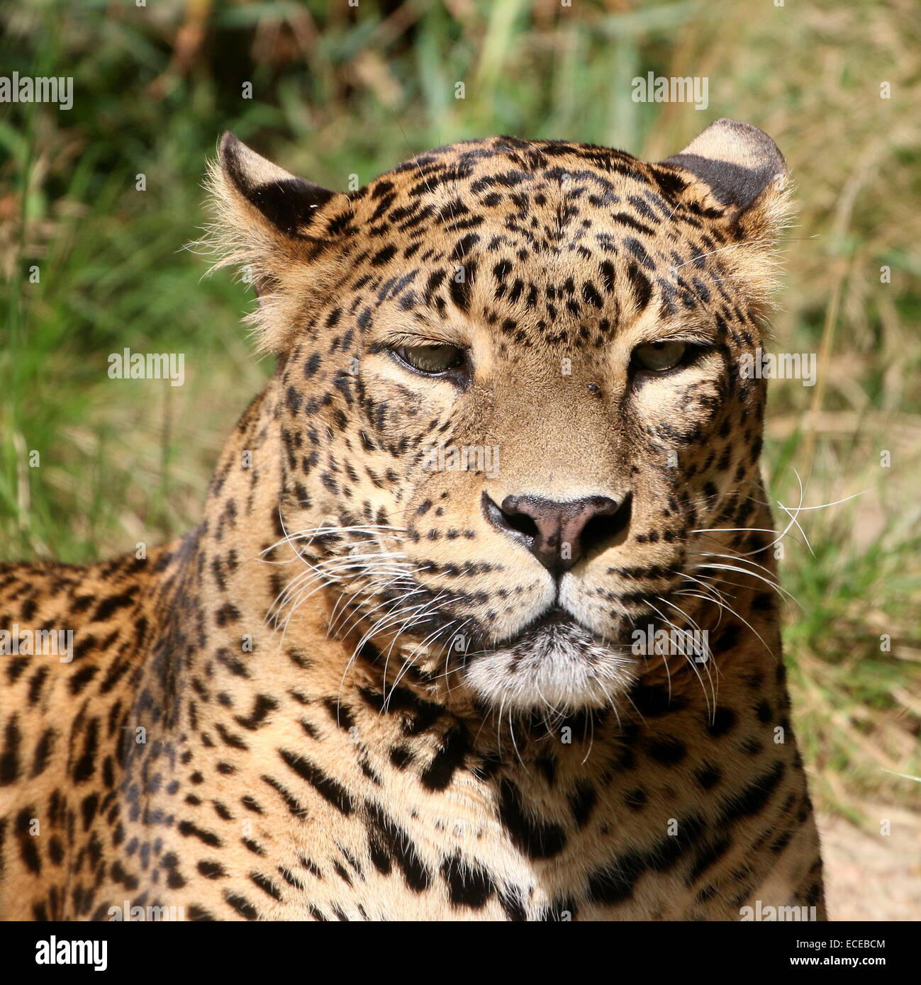 Sri-Lankan Leopard or panther ( Panthera pardus kotiya) close-up Stock Photo