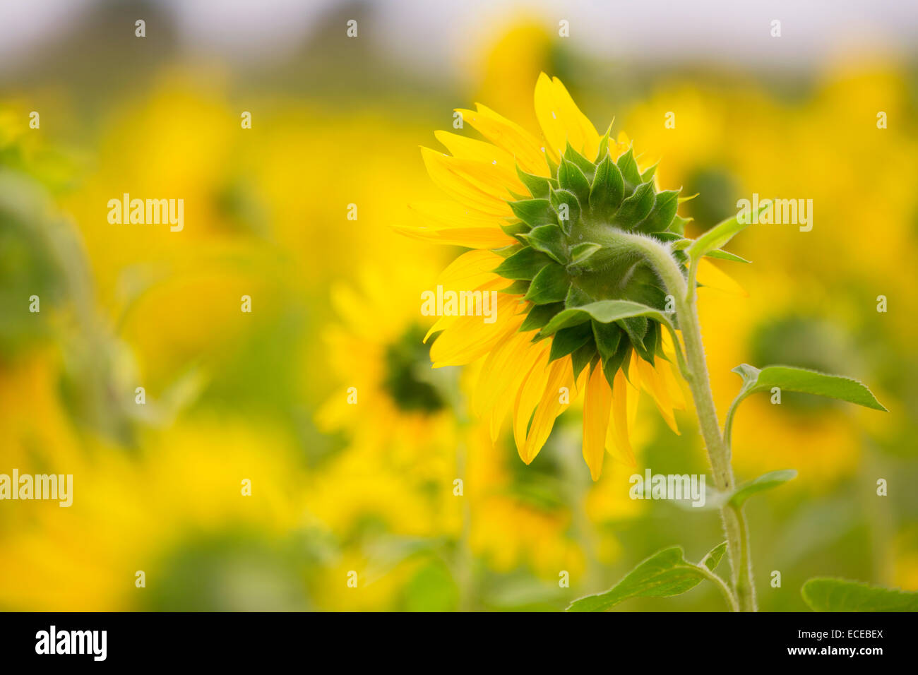 Field of sunflowers, Ottawa, Ontario, Canada Stock Photo Alamy