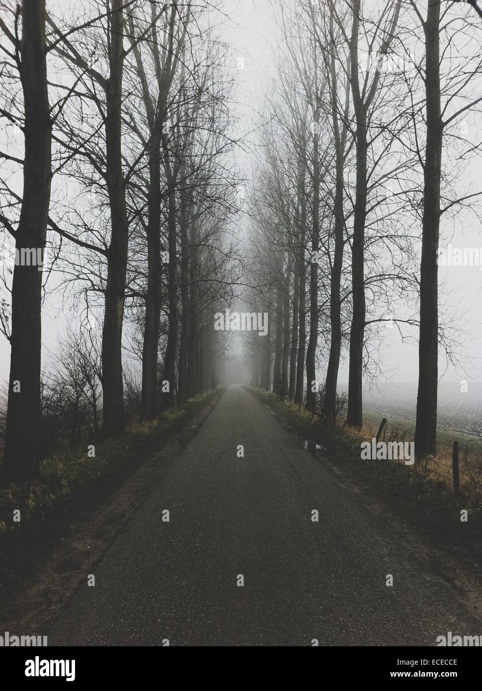 Foggy road hi-res stock photography and images - Alamy