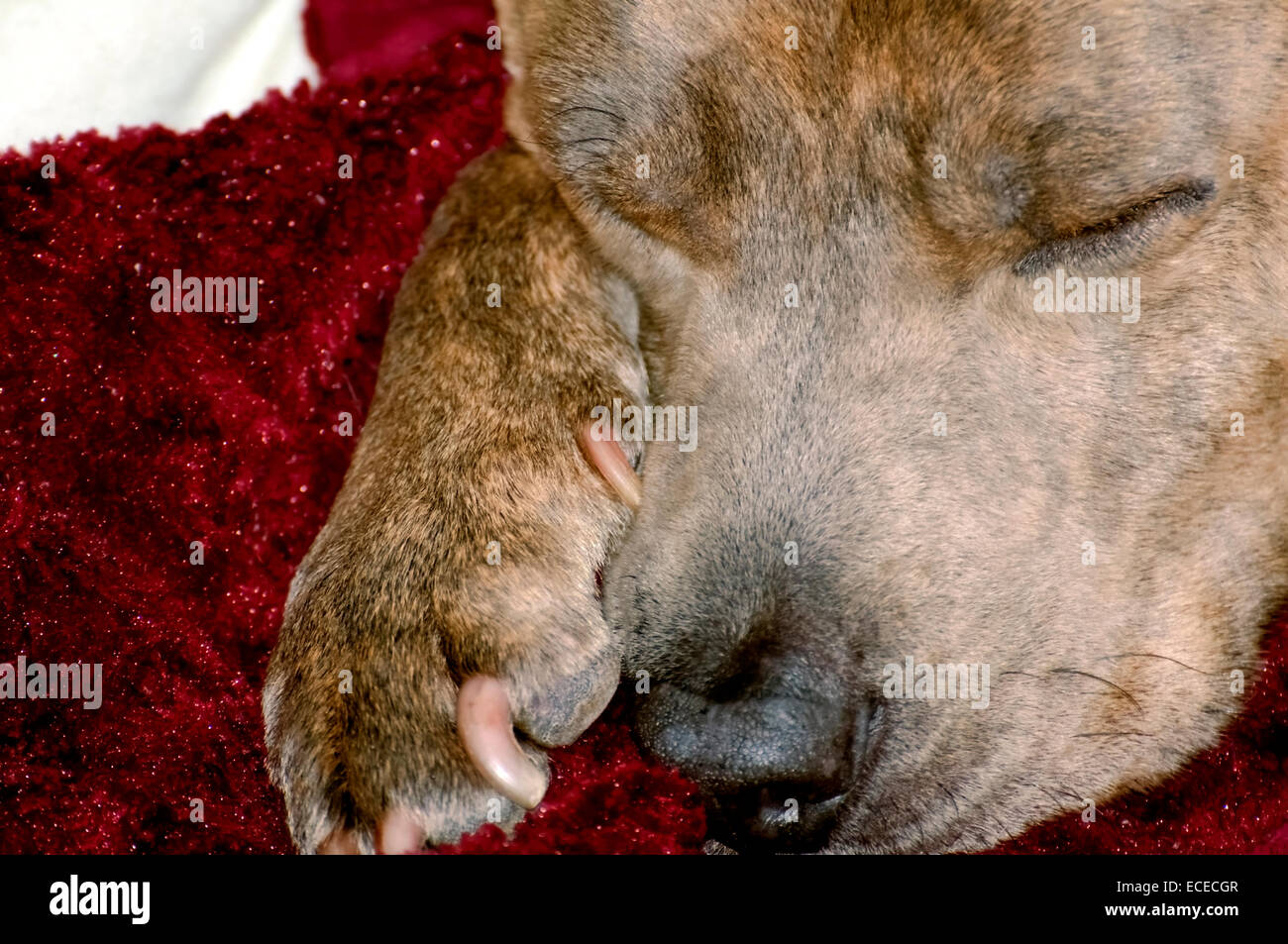 Close up of a sleep dog resting his head on his paw, sleeping on a red blanket. Stock Photo