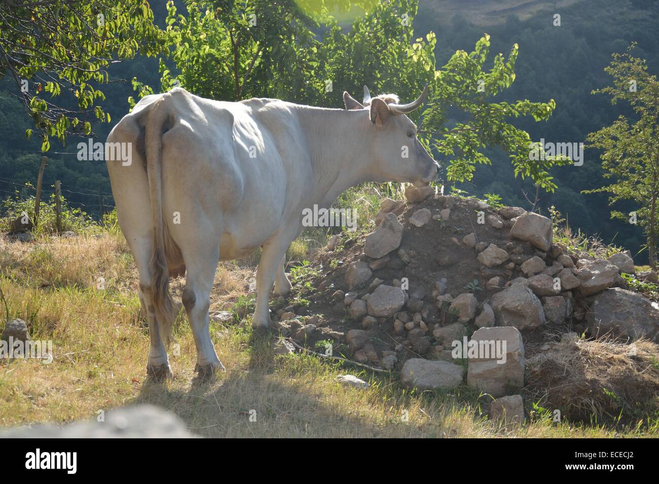 Southern France Rural The rural Ardeche region of southern France Stock Photo - Alamy