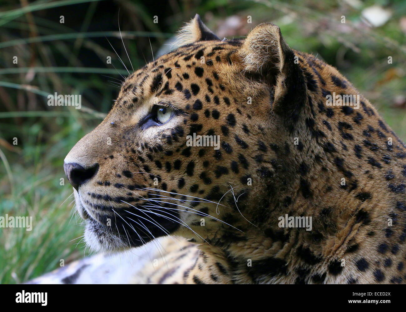 Sri-Lankan Leopard or panther ( Panthera pardus kotiya) close-up of the head Stock Photo