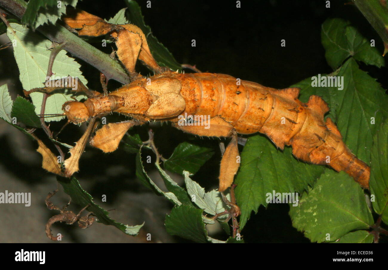 Female Australian Giant Prickly Stick Insect (Extatosoma tiaratum). a.k.a. Giant Spiny Stick Insect or Walking Stick Insect Stock Photo