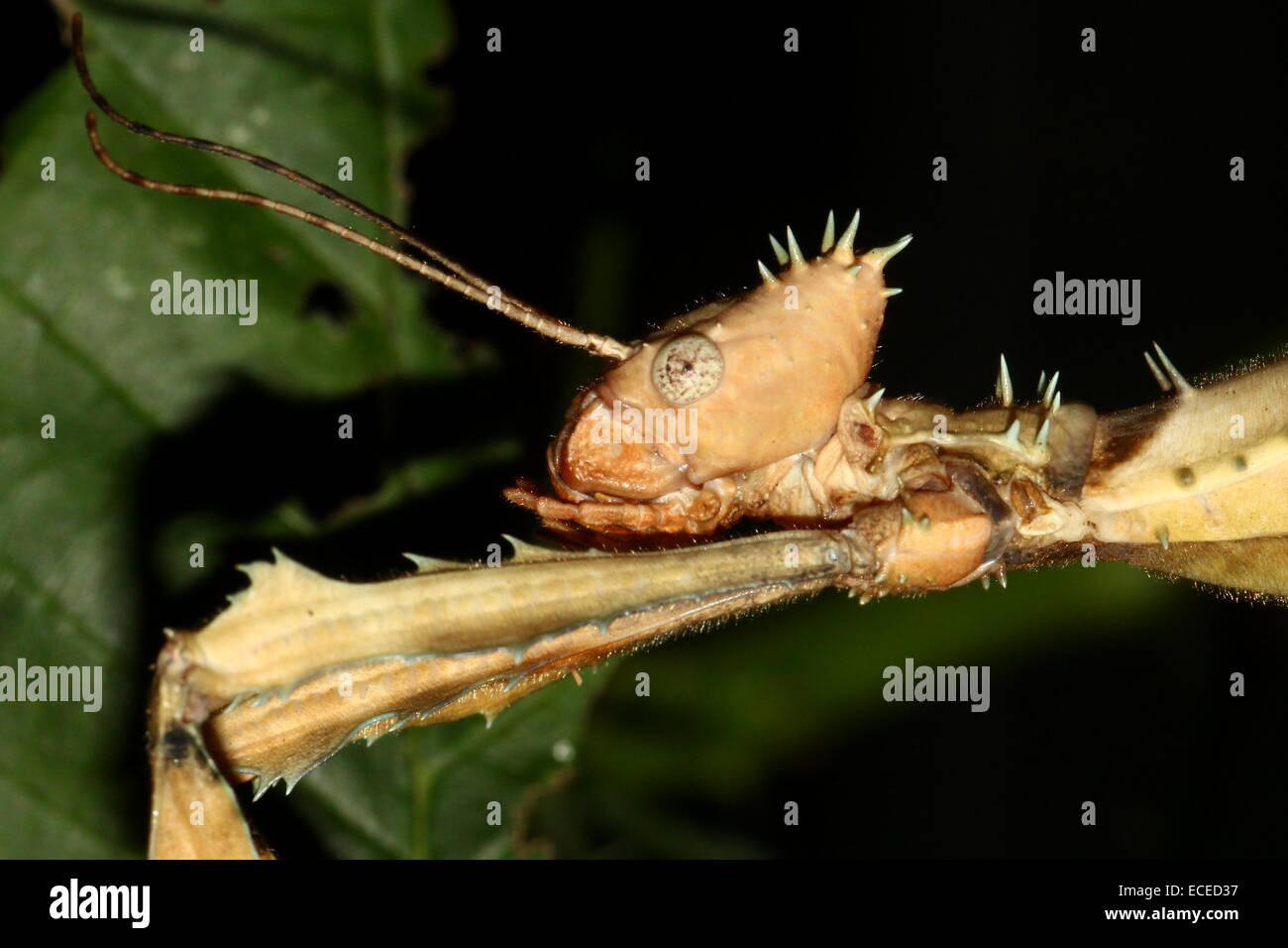 Australian Walking Stick, the Giant Prickly Stick Insect (Extatosoma