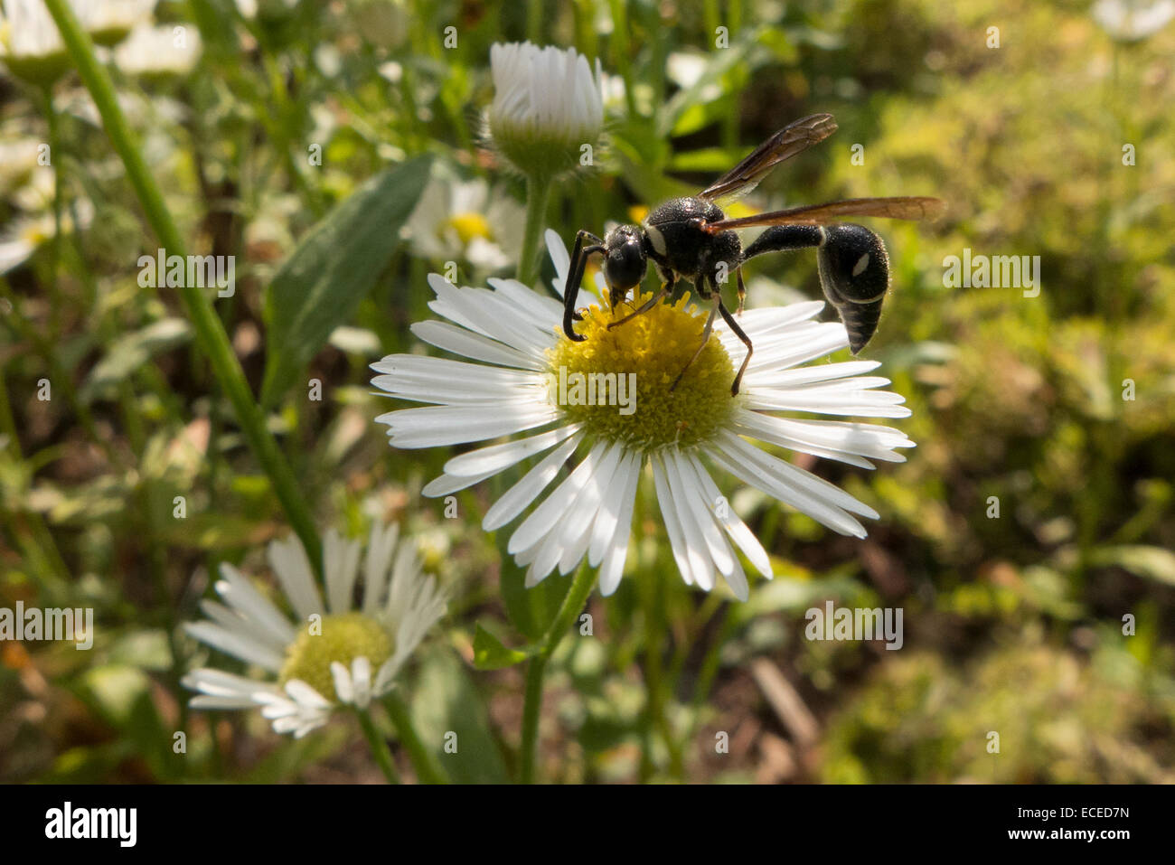 Wasp on daisy. Stock Photo