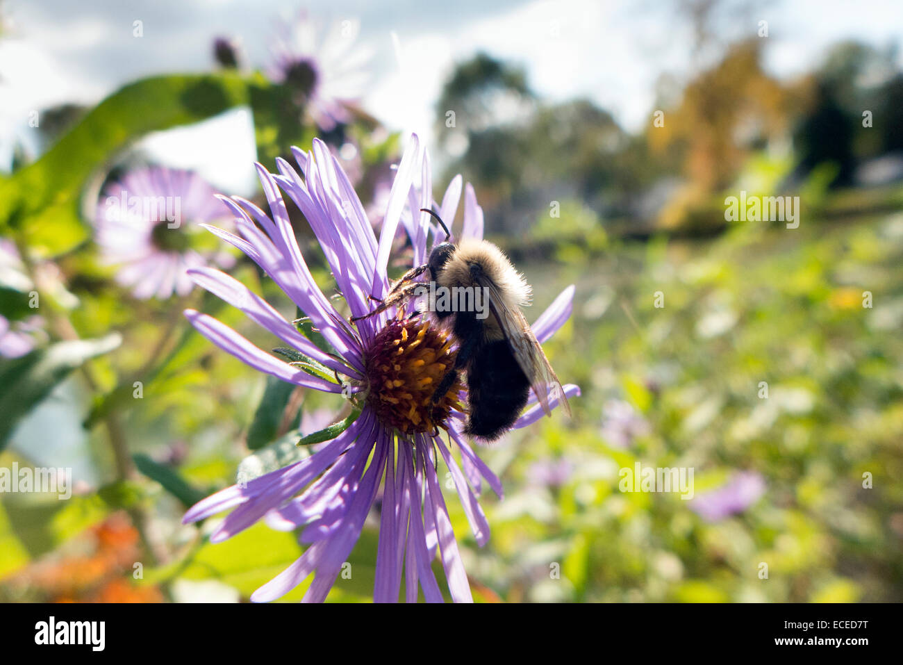 Bee collecting nectar. Stock Photo