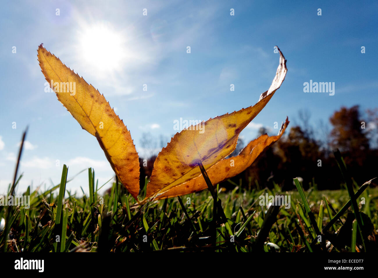 Fallen leafs backlit by sun. Stock Photo