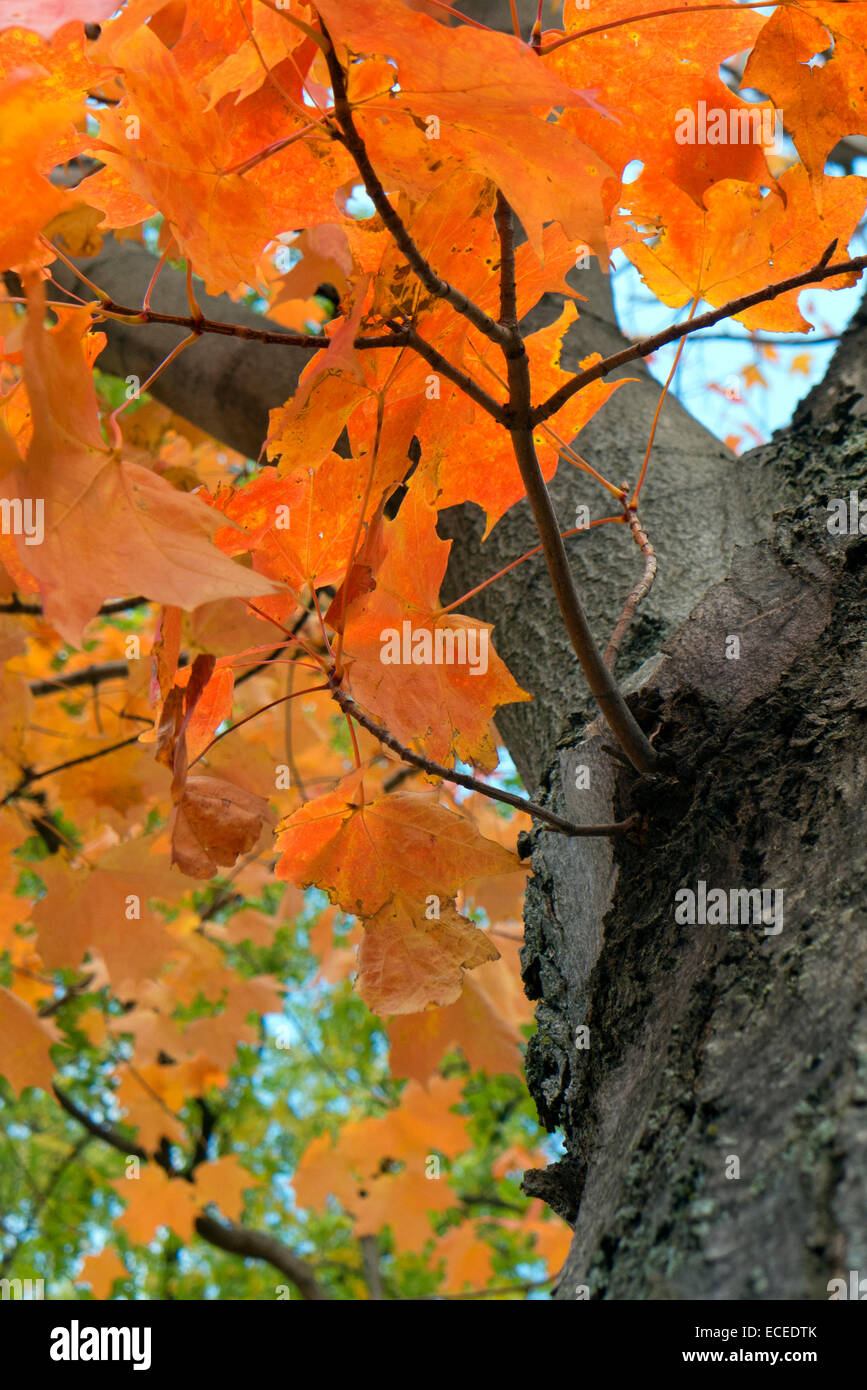 Leaf bark maple texture hi-res stock photography and images - Alamy