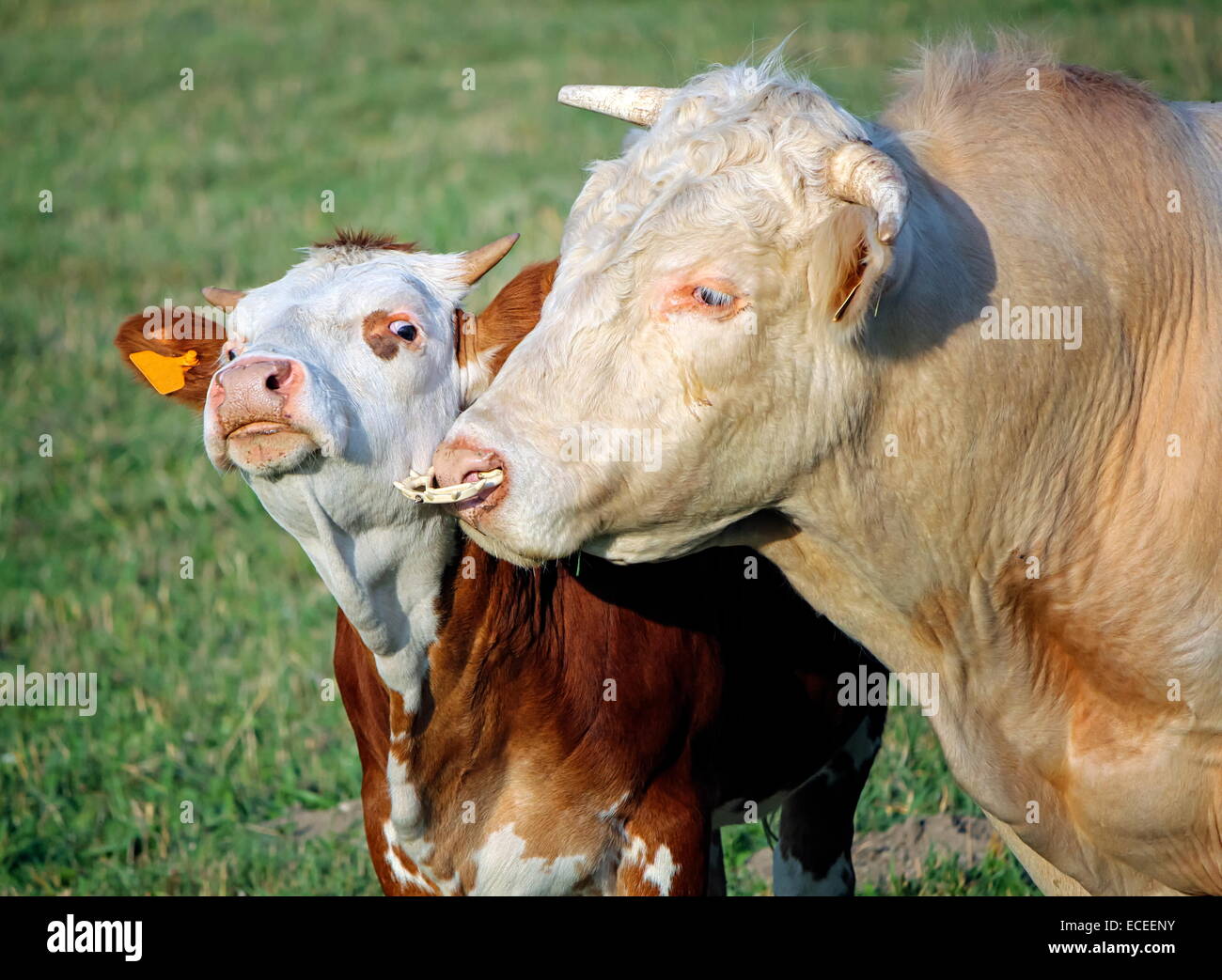 Cow and calf portrait in a meadow Stock Photo - Alamy