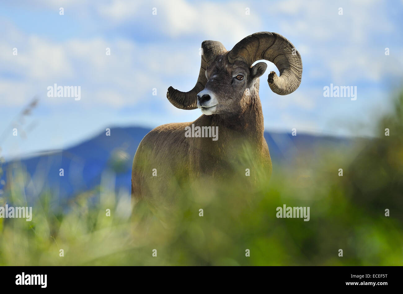 A mature male Rocky Mountain Bighorn Sheep standing against a blue sky Stock Photo