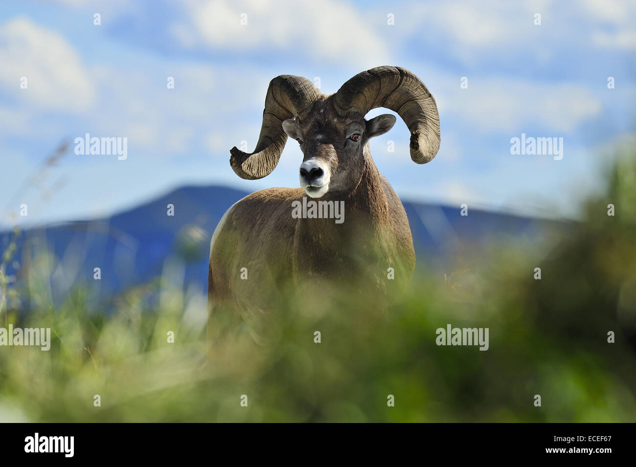 A Rocky Mountain Bighorn Sheep standing behind tall wild grass against ...