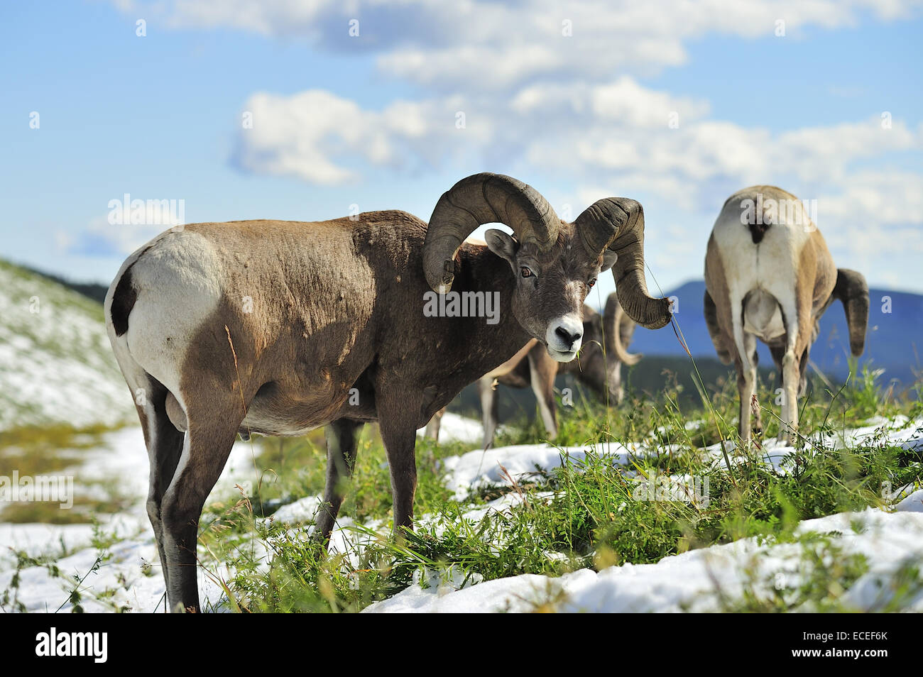 A Rocky Mountain Bighorn Sheep  feeding on the tall green grasses Stock Photo