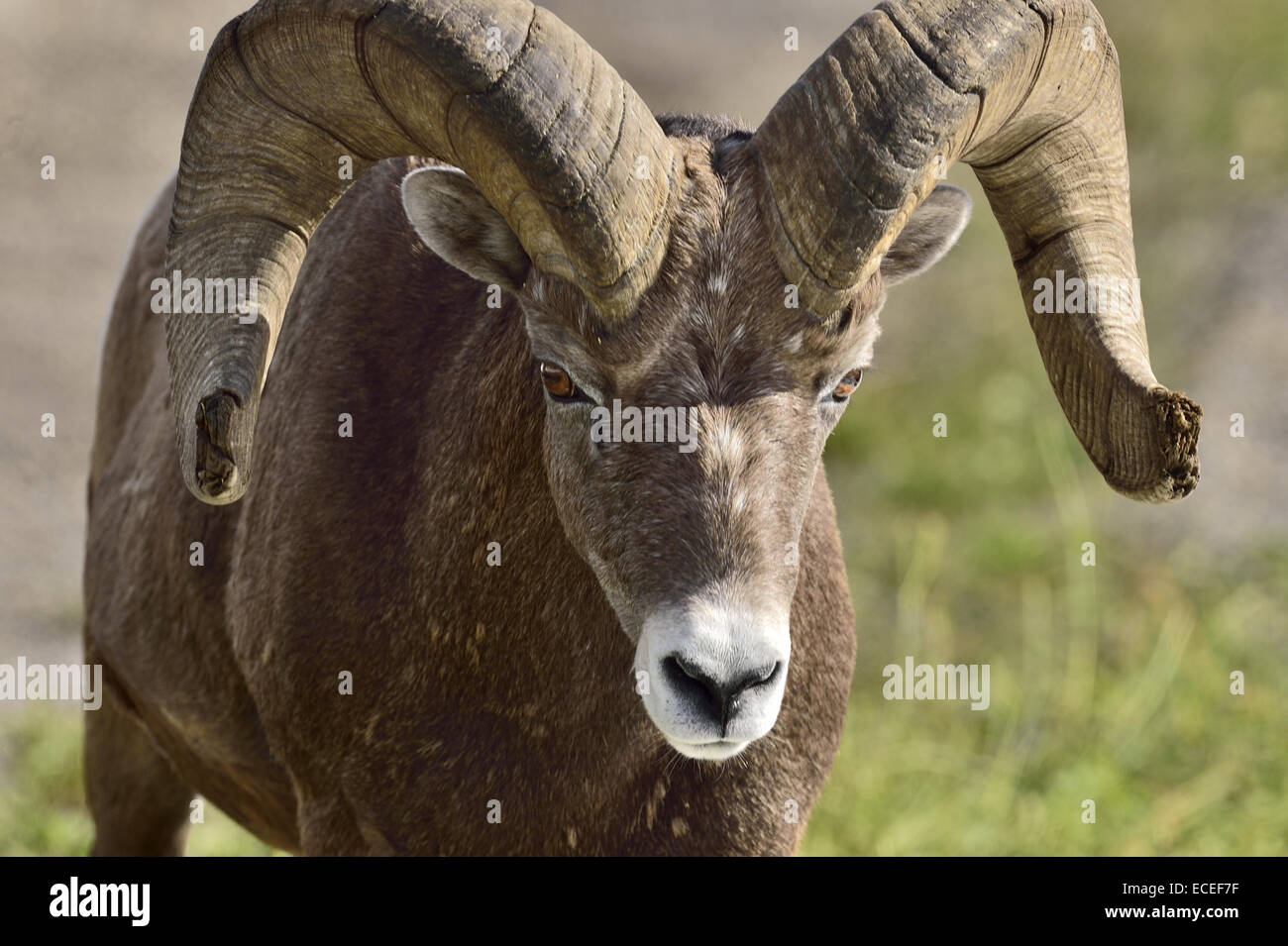 A close up front view image of a bighorn ram showing detail in the face and horns Stock Photo