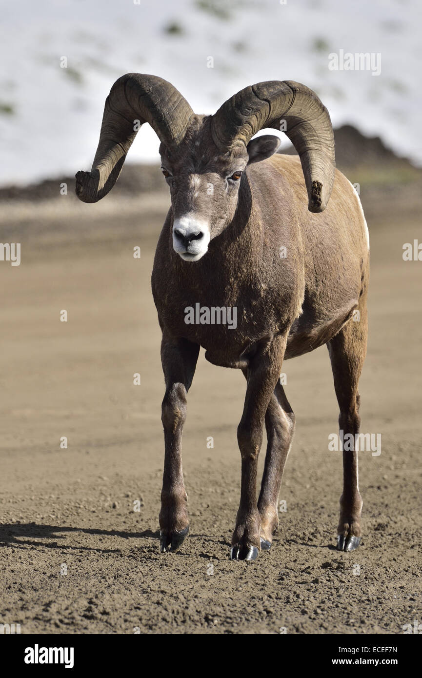 An adult bighorn sheep walking forward on a gravel road Stock Photo