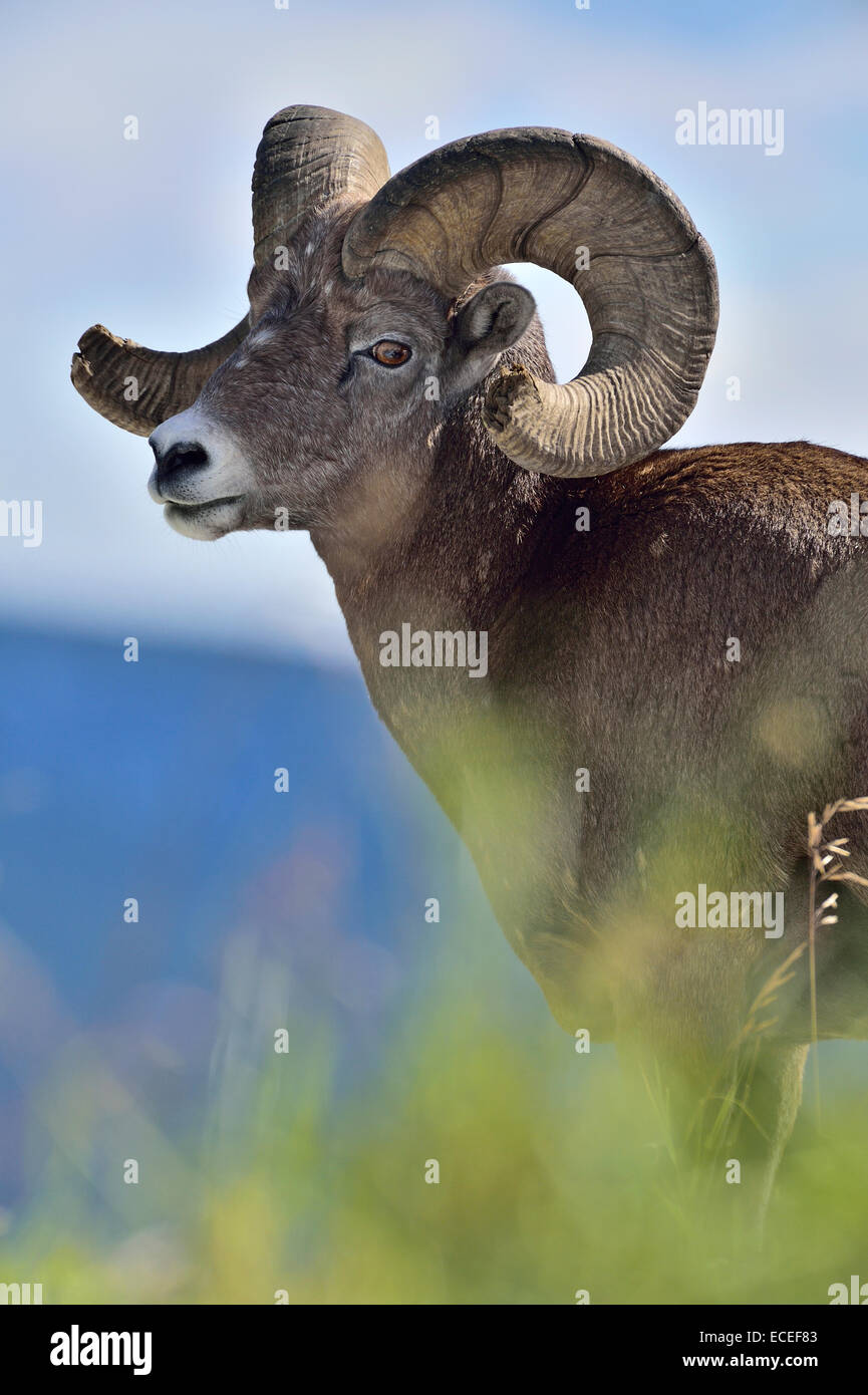 A portrait image of a mature bighorn ram standing in tall grass Stock Photo